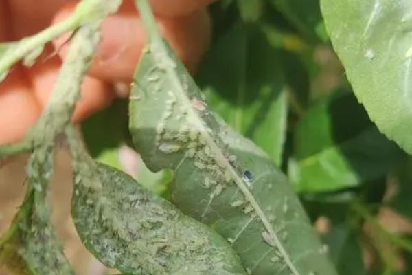 金秋红蜜桃的价格，各地区的售价有区别