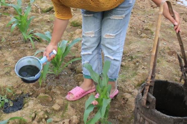 种植蔬菜怎么预防低温，可采取增施磷钾肥、覆盖防寒等措施