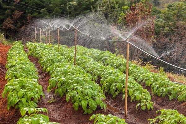 种植蔬菜怎么预防低温，可采取增施磷钾肥、覆盖防寒等措施