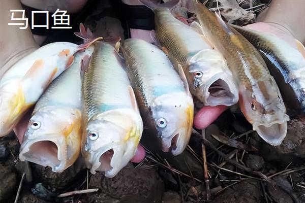 宽鳍鱲的特点是什么，身体肥壮、富含脂肪、产量较多