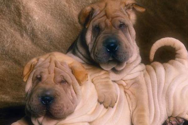 沙皮狗和斗牛犬有什么区别，产地、体型和皮毛均不同