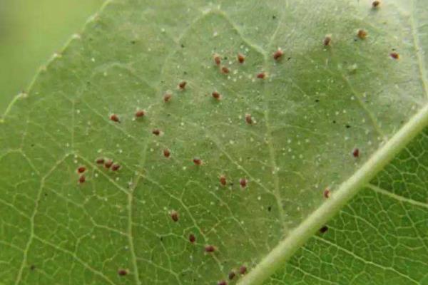 露地冬瓜种植技术，播种前需浸种