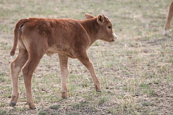 怎么治疗新生牛犊掉毛，需要及时补充营养和驱虫