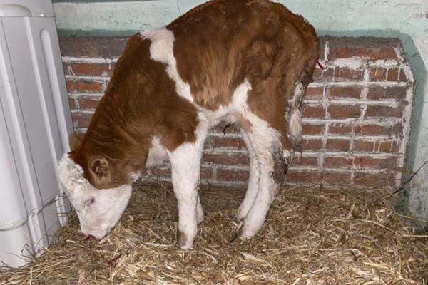 怎么治疗新生牛犊掉毛，需要及时补充营养和驱虫