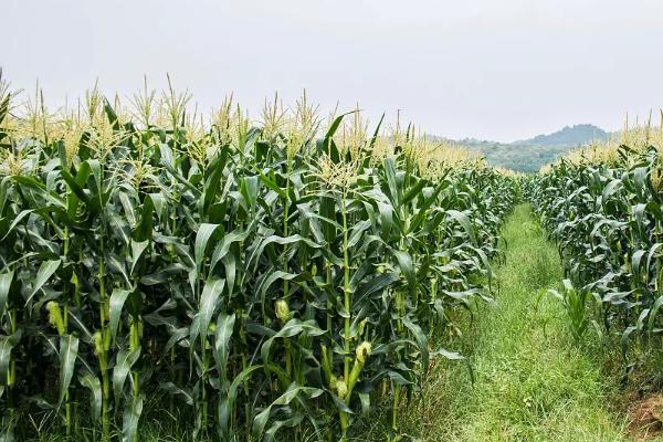 郁青一号玉米种子特点，高抗大斑病