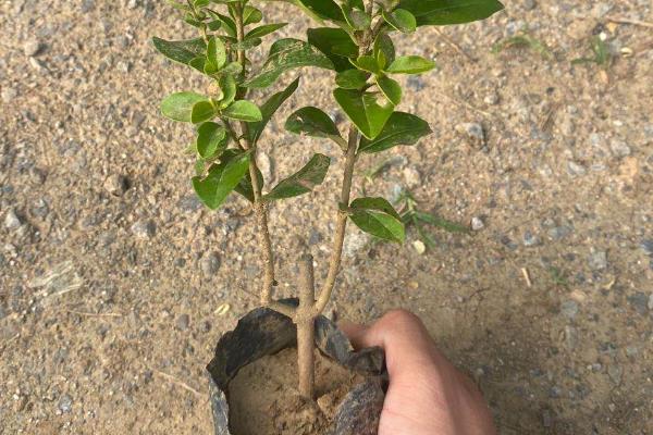 果树栽植成活率怎样才能提高，应选用优质苗木适时栽植