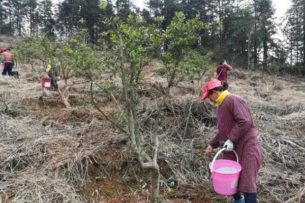 杨梅树的种植方式，一般在秋、冬两季进行挖定植穴