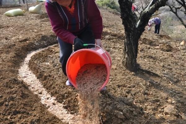 杨梅树的种植方式，一般在秋、冬两季进行挖定植穴