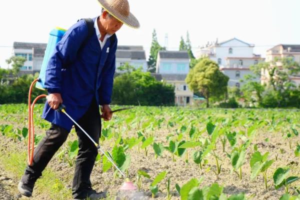 芋头污斑病的防治方法，可选用多硫悬浮剂