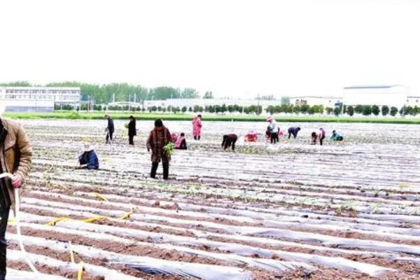 家庭农场要怎样经营，首先一定要选好项目