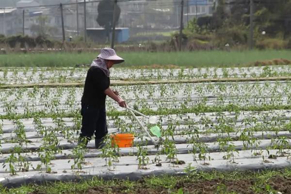 辣椒苗只剩杆还能不能活，根系没有损伤便可活