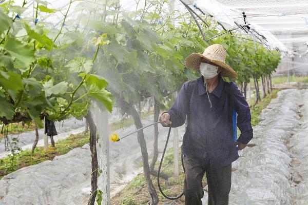 葡萄的用肥方案，萌动之前可施入大量元素水溶肥