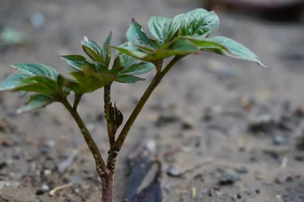 芍药花种植方法，可在每年秋季种植