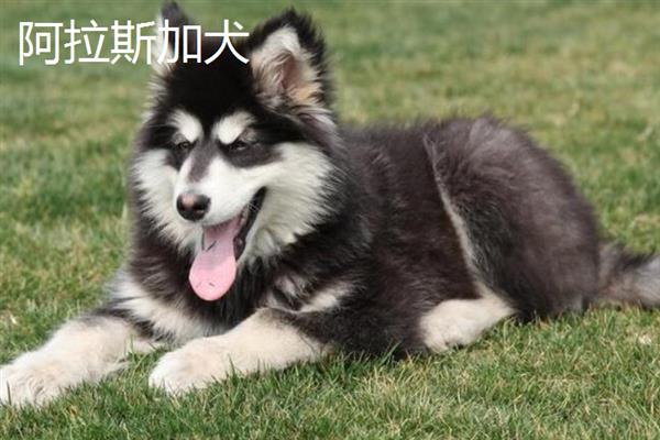 比较粘人的狗狗品种，常见的有贵宾犬、阿拉斯加犬等