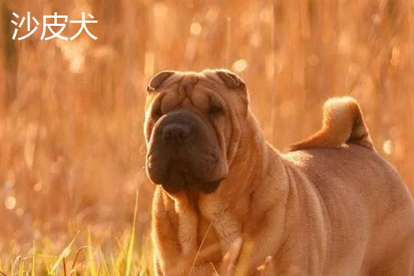 比较粘人的狗狗品种，常见的有贵宾犬、阿拉斯加犬等