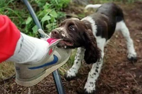 比较粘人的狗狗品种，常见的有贵宾犬、阿拉斯加犬等