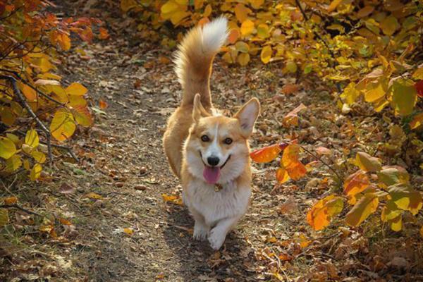 比较粘人的狗狗品种，常见的有贵宾犬、阿拉斯加犬等