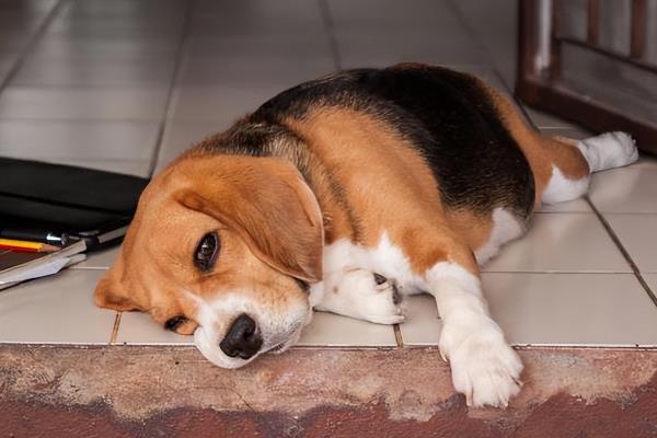 犬瘟怎么传播，接触空气都可成为传播途径