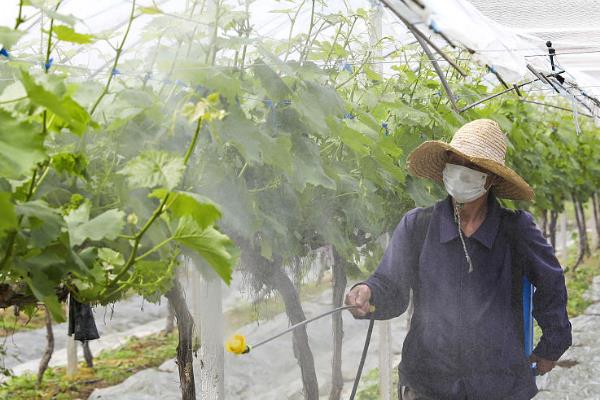 第一年阳光玫瑰的栽培方法，施肥以含氮和促进生根的叶面肥为主