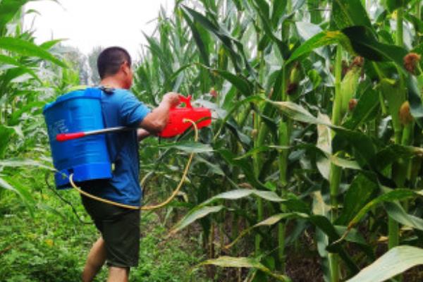 烟嘧磺隆打完几小时下雨不影响药效，喷药后6小时内没有下雨就不影响