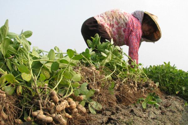 为什么花生在播种前要先拌种，因为可以防虫、防病等