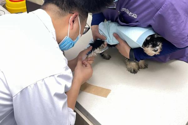 犬瘟怎么传播，接触空气都可成为传播途径