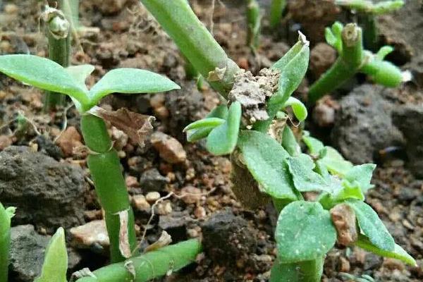 吊兰简介，是多年生常绿草本植物