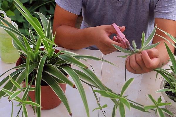 吊兰简介，是多年生常绿草本植物