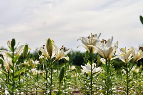 怎么对百合施肥，齐苗后、开花前、开花后分别追施一次