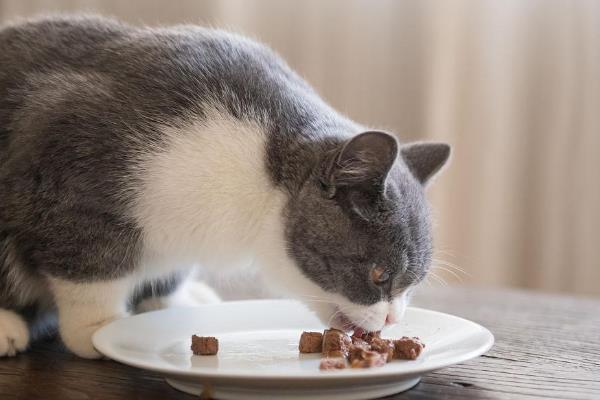 猫怎样才算胖，侧视时肚子下垂、行走时出现晃动就算胖