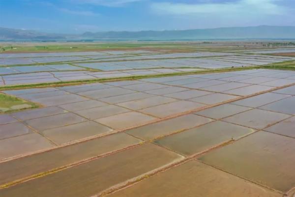 怎么种太空水稻，播种前需置于高锰酸钾溶液中浸泡消毒