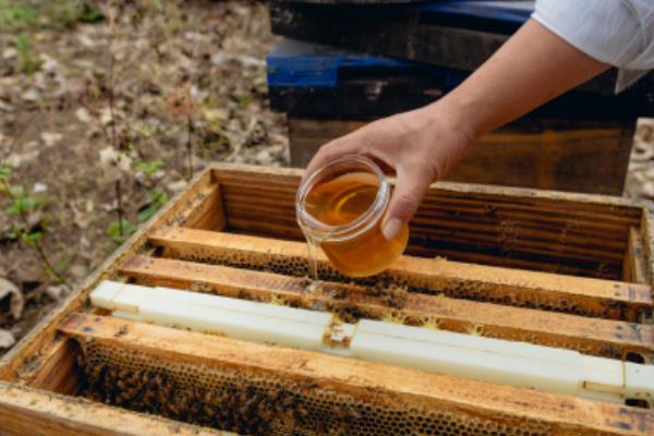 蜜蜂的养殖方法，养殖前一定要确定蜜蜂的数量