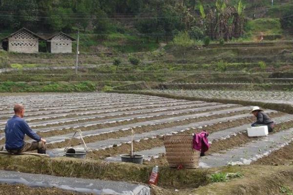 为什么种植辣椒需要培土，是为了保温、保湿、防涝等