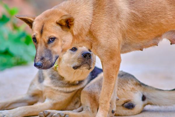 母犬发情的表现，喜欢靠近公犬、时常舔舐生殖器官