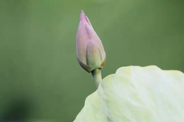 荷花怎么用花瓶养护，每隔3天换一次水