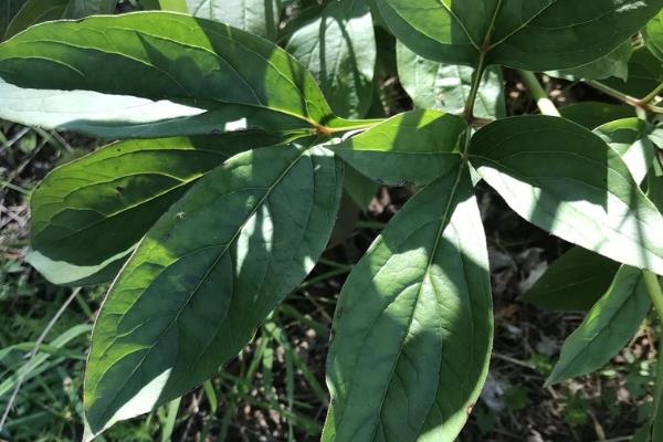 苕药花简介，是多年生草本植物