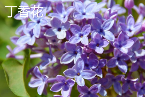 有哪些耐寒的室内花卉，常见的有丁香花、腊梅花、木槿花等