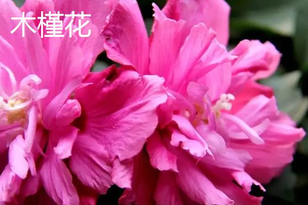 有哪些耐寒的室内花卉，常见的有丁香花、腊梅花、木槿花等