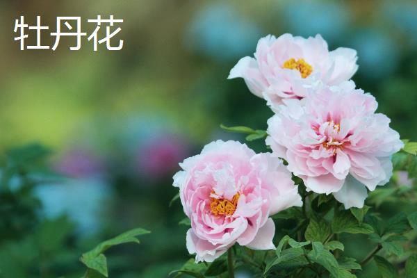 有哪些耐寒的室内花卉，常见的有丁香花、腊梅花、木槿花等