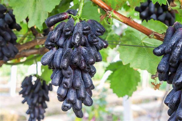 蓝宝石葡萄品种的介绍,具有抗病能力强等特点