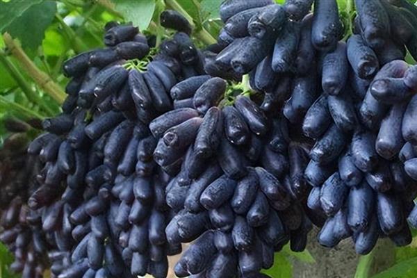 蓝宝石葡萄品种的介绍,具有抗病能力强等特点