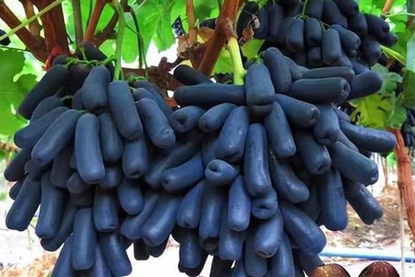 蓝宝石葡萄品种的介绍,具有抗病能力强等特点